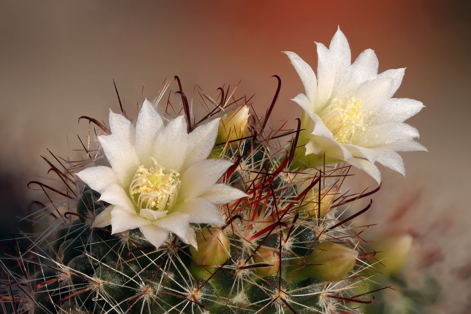 Kaktusblüte